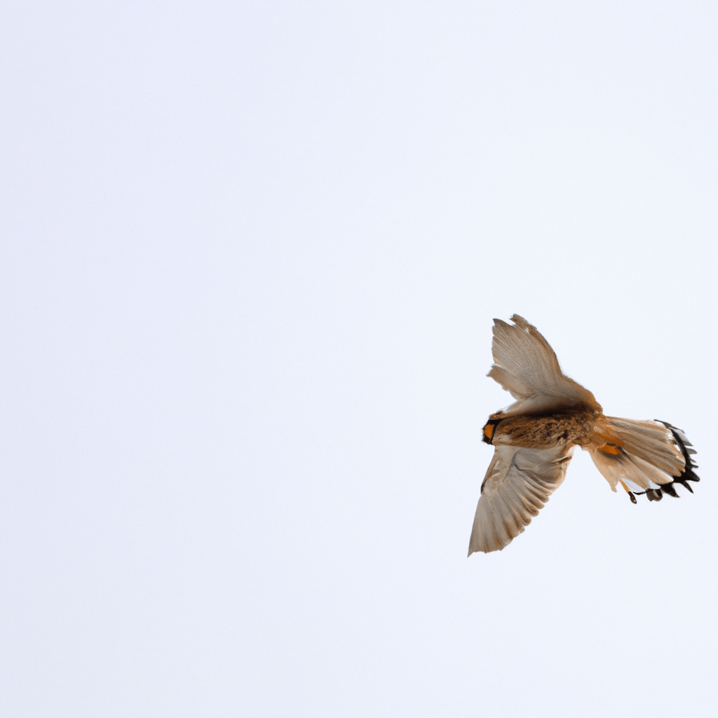 [Image: A kestrel soaring high in the sky, using the warm thermal air currents to stay warm.]. Canon 70-200 mm f/2.8. No text.. Sigma 85 mm f/1.4. No text.