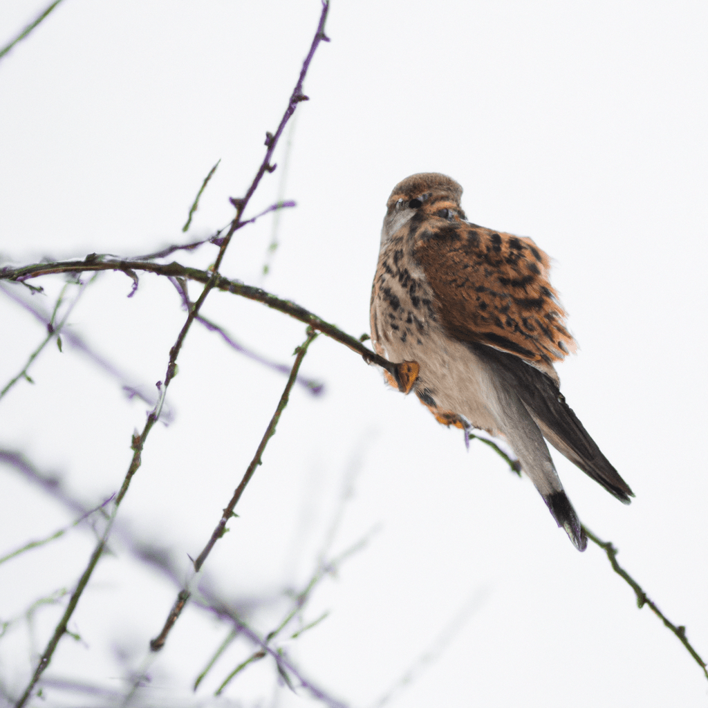 [Image: A kestrel perched on a snow-covered tree branch, with its feathers puffed up to protect against the cold.]. Sigma 85 mm f/1.4. No text.